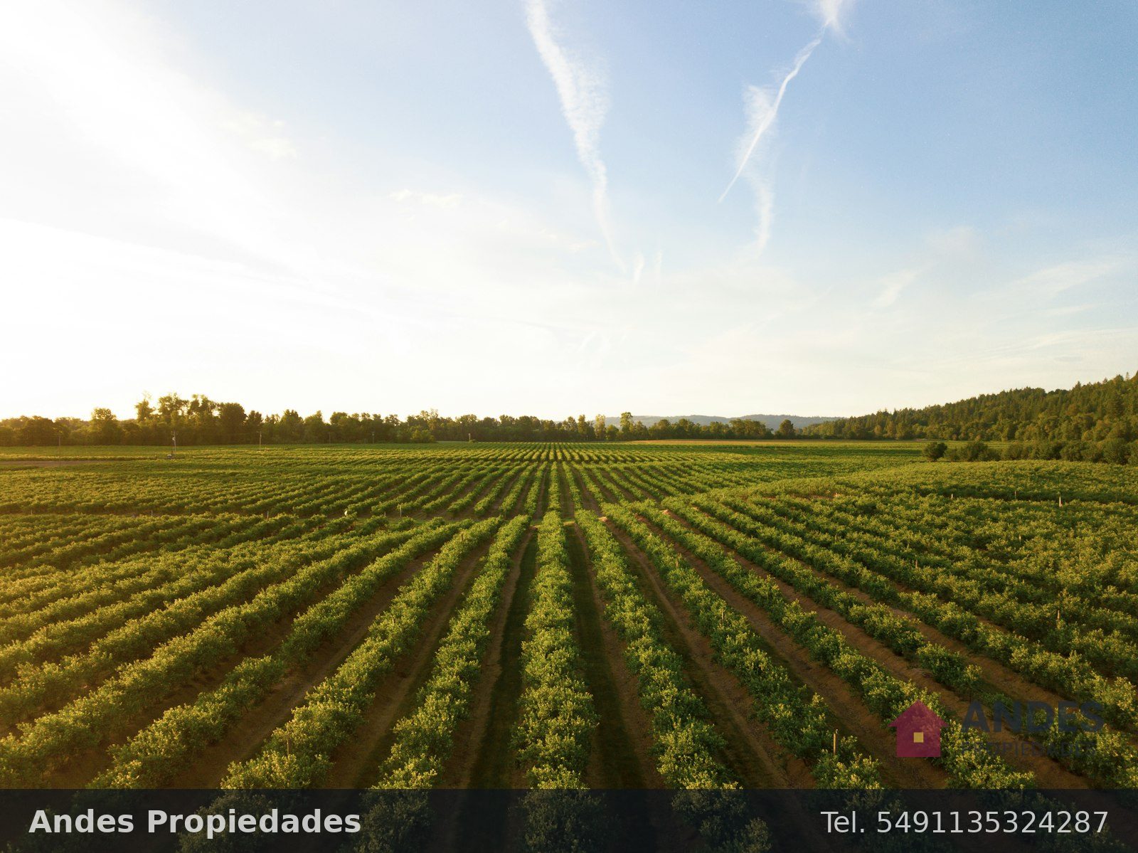 Finca de 40 hectáreas con viñedo en el Valle de Uco, foto 3